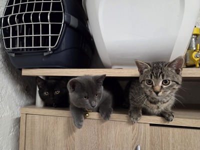 Maya Mogli Mimi, Europ. Kurzhaar Jungtier - Katze