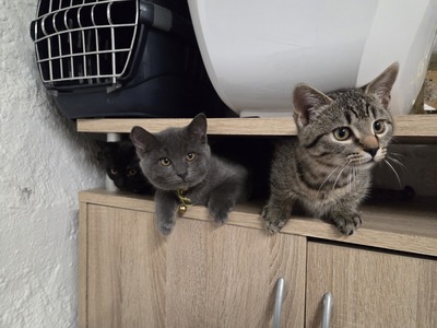 Maya Mogli Mimi, Europ. Kurzhaar Jungtier - Katze