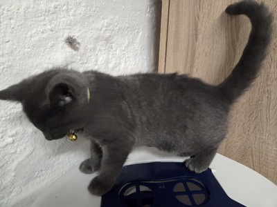 Maya Mogli Mimi, Europ. Kurzhaar Jungtier - Katze