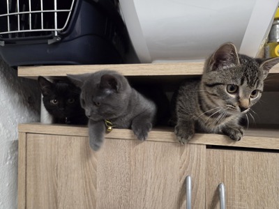 Maya Mogli Mimi, Europ. Kurzhaar Jungtier - Katze