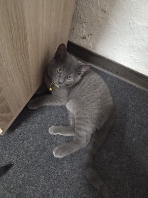 Maya Mogli Mimi, Europ. Kurzhaar Jungtier - Katze