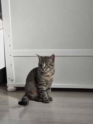 Maya Mogli Mimi, Europ. Kurzhaar Jungtier - Katze