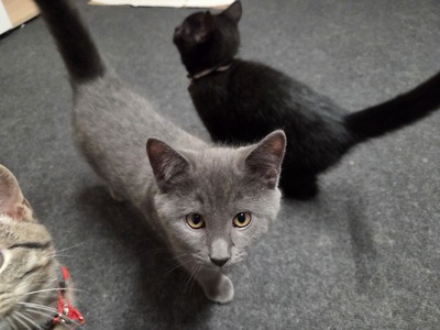 Maya Mogli Mimi, Europ. Kurzhaar Jungtier - Katze