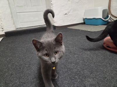 Maya Mogli Mimi, Europ. Kurzhaar Jungtier - Katze