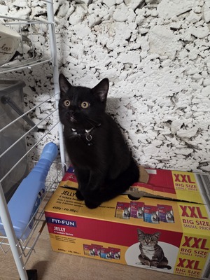 Maya Mogli Mimi, Europ. Kurzhaar Jungtier - Katze