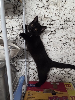 Maya Mogli Mimi, Europ. Kurzhaar Jungtier - Katze