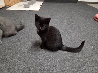 Maya Mogli Mimi, Europ. Kurzhaar Jungtier - Katze
