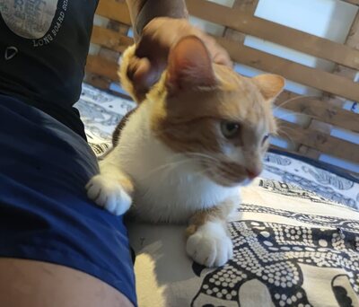 Mazda sucht ein neues Zuhause (als Wohnungskatze), Hauskatze - Katze