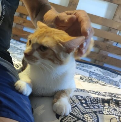 Mazda sucht ein neues Zuhause (als Wohnungskatze), Hauskatze - Katze