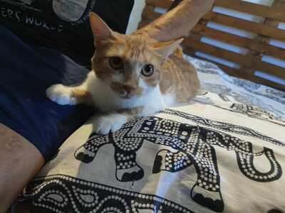 Mazda sucht ein neues Zuhause (als Wohnungskatze), Hauskatze - Katze