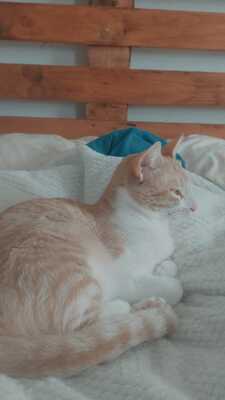 Mazda sucht ein neues Zuhause (als Wohnungskatze), Hauskatze - Katze