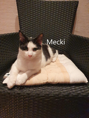 Mecki Kater sucht Zuhause, Mischling - Kater