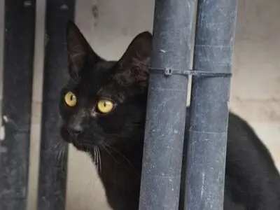 Med, Europäisch Kurzhaar - Kater