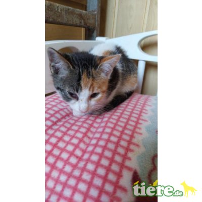 Meggy, zartes Kätzechen sucht liebe Familie - Katze