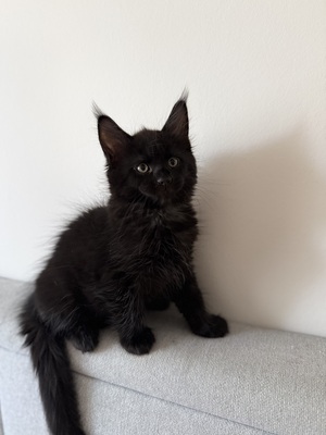 Meine coon Jungtier - Katze