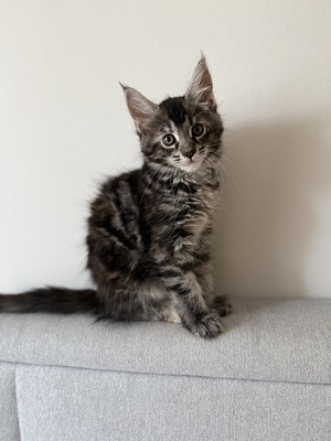 Meine coon Jungtier - Katze