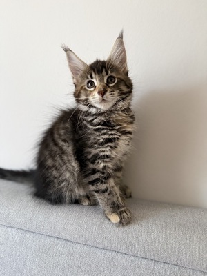 Meine coon Jungtier - Katze