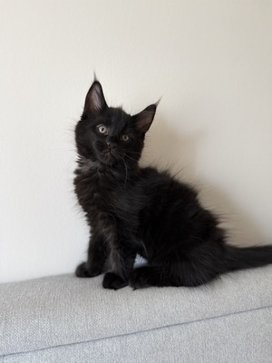 Meine coon Jungtier - Katze