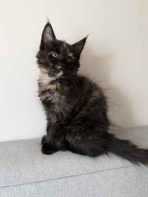 Meine coon Jungtier - Katze