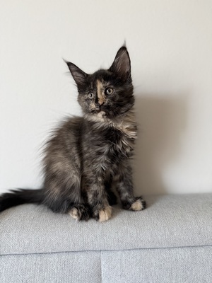 Meine coon Jungtier - Katze