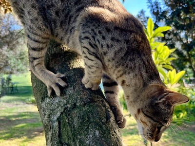 Mel - eine kleine Schönheit, Savannah - Katze