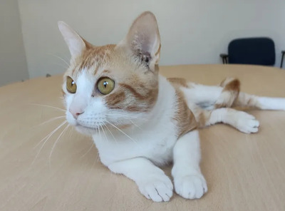 Melón: ruhig und liebevoll, EKH - Kater