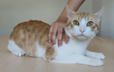 Melón: ruhig und liebevoll, EKH - Kater
