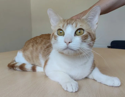 Melón: ruhig und liebevoll, EKH - Kater