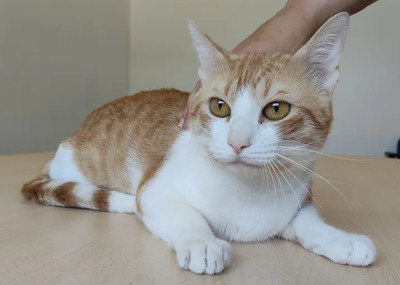Melón: ruhig und liebevoll, EKH - Kater