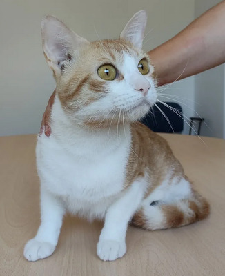 Melón: ruhig und liebevoll, EKH - Kater