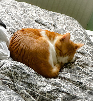 Melón: ruhig und liebevoll, EKH - Kater