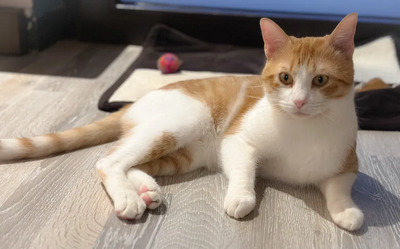 Melón: ruhig und liebevoll, EKH - Kater