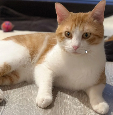 Melón: ruhig und liebevoll, EKH - Kater