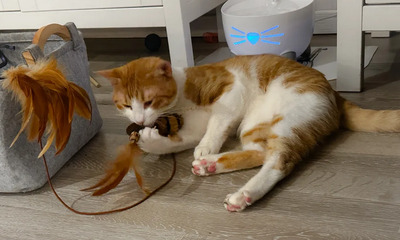 Melón: ruhig und liebevoll, EKH - Kater