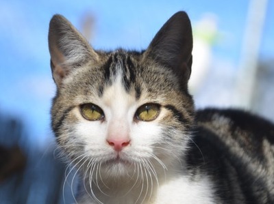 Melchor, Europäisch Kurzhaar - Kater