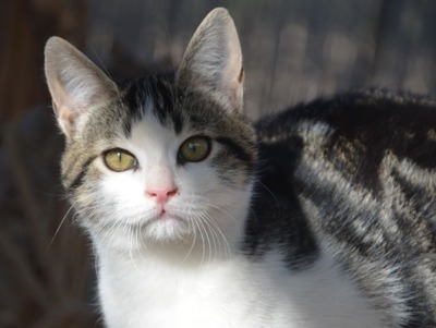 Melchor, Europäisch Kurzhaar - Kater