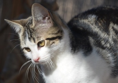 Melchor, Europäisch Kurzhaar - Kater