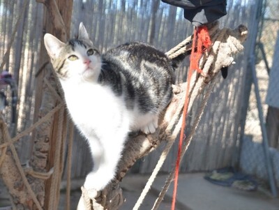 Melchor, Europäisch Kurzhaar - Kater