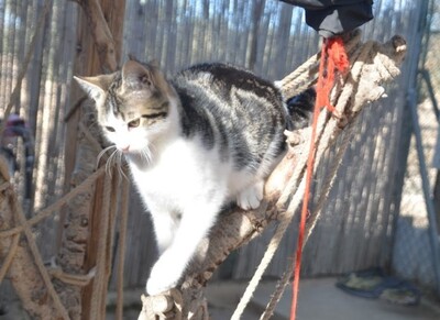 Melchor, Europäisch Kurzhaar - Kater