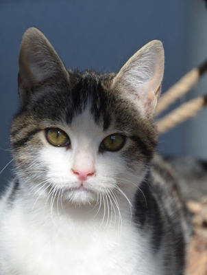 Melchor, Europäisch Kurzhaar - Kater