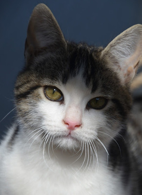 Melchor, Europäisch Kurzhaar - Kater