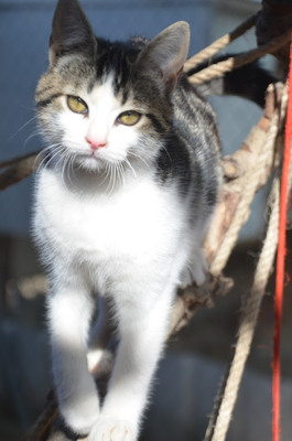 Melchor, Europäisch Kurzhaar - Kater