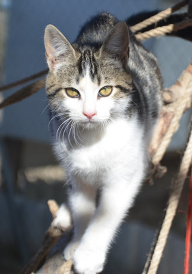 Melchor, Europäisch Kurzhaar - Kater