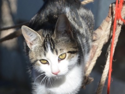 Melchor, Europäisch Kurzhaar - Kater