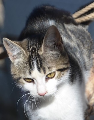 Melchor, Europäisch Kurzhaar - Kater