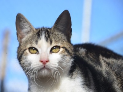 Melchor, Europäisch Kurzhaar - Kater