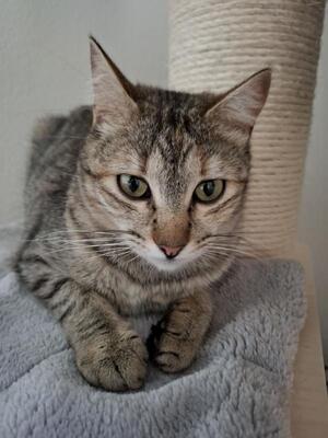 Meli, Europäisch Kurzhaar - Katze