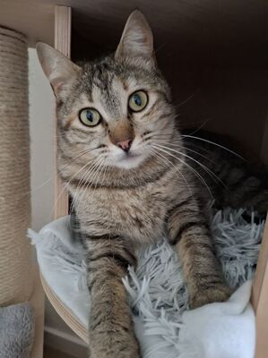 Meli, Europäisch Kurzhaar - Katze