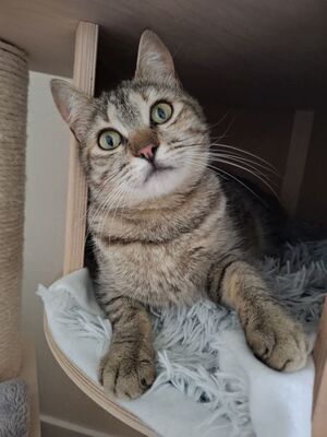 Meli, Europäisch Kurzhaar - Katze