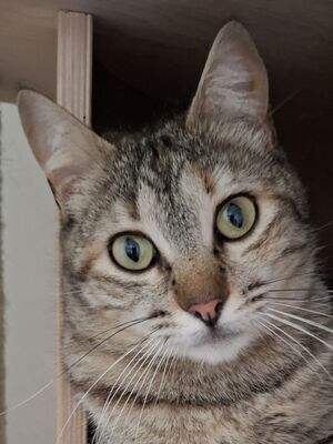 Meli, Europäisch Kurzhaar - Katze